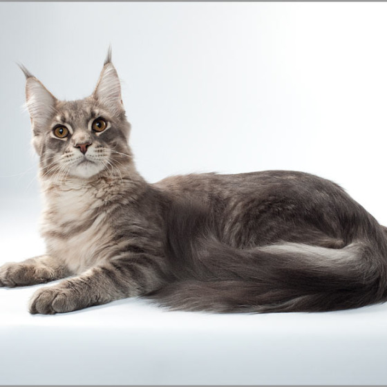 Blue tabby — наши дети голубого окраса