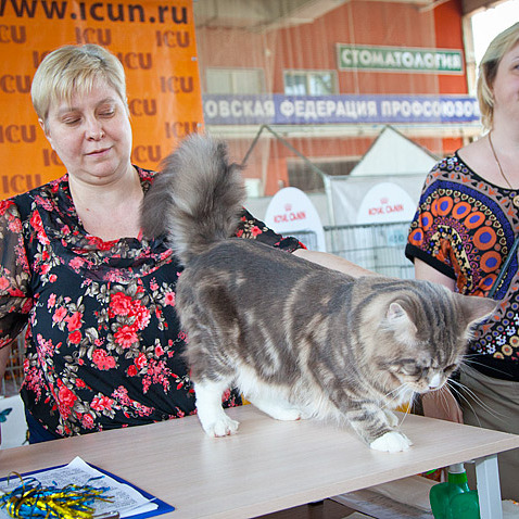 Выставочная хроника
