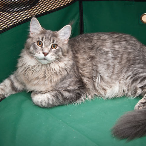 Котята помёта On Stage