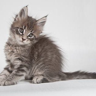 Blue tabby — наши дети голубого окраса