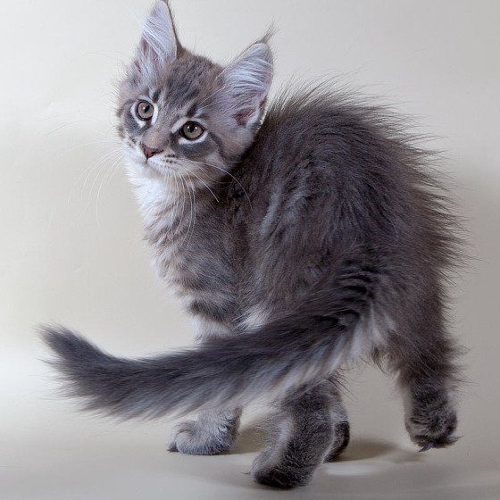 Blue tabby — наши дети голубого окраса