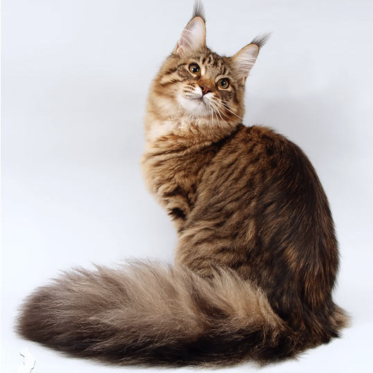 Белка (Catsvill County Rich&Famous)