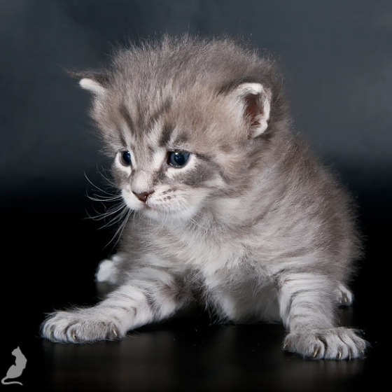 Blue tabby — наши дети голубого окраса