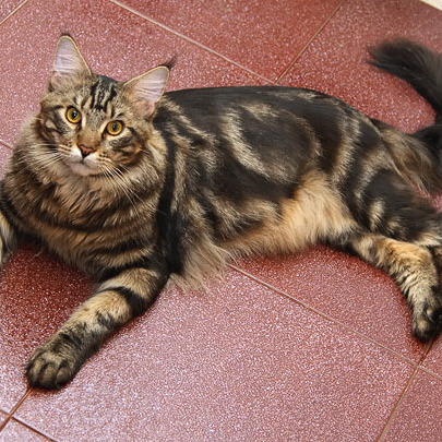 Фото Danissimo Coon Fury