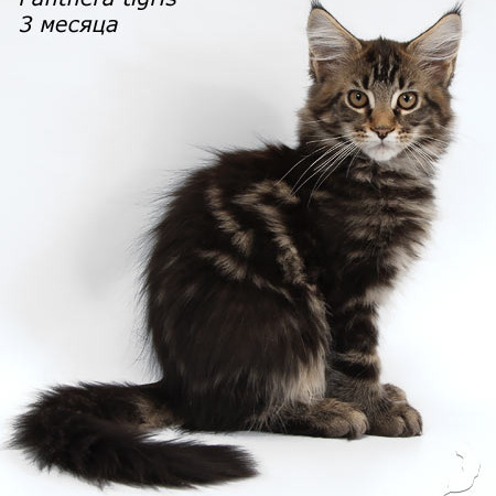 Megatherion Panthera Tigris, Тигрюха