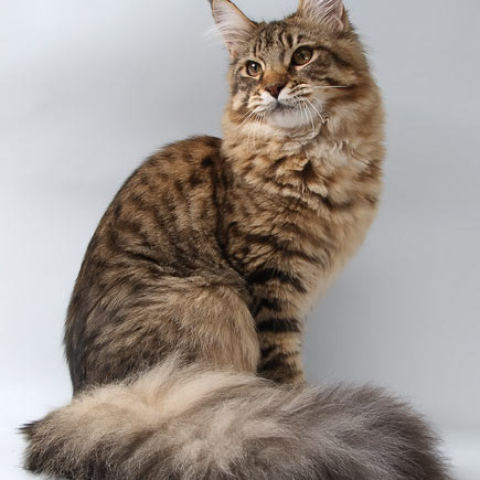 Белка (Catsvill County Rich&Famous)