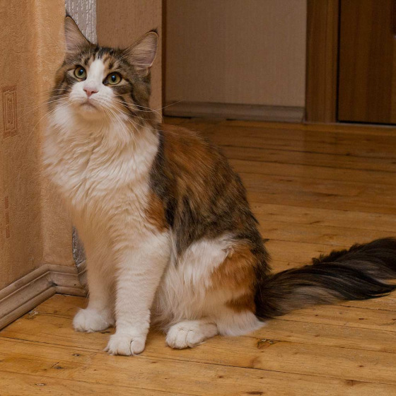 Котята Minsk Super Coon