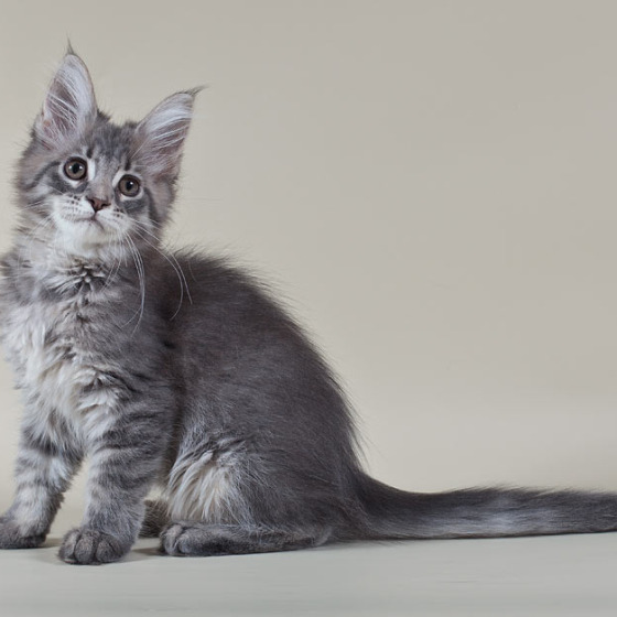 Blue tabby — наши дети голубого окраса