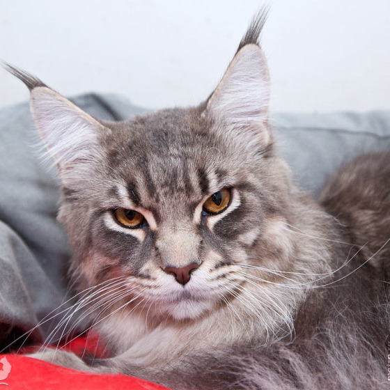 Blue tabby — наши дети голубого окраса