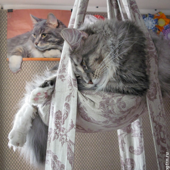 Котята помёта On Stage