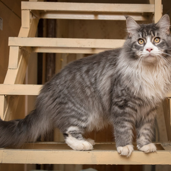 Sher MegaDonna, он же Котявчик
