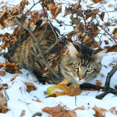 Мейн-куны на природе