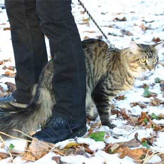 Мейн-куны на природе