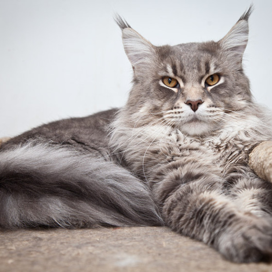 Blue tabby — наши дети голубого окраса