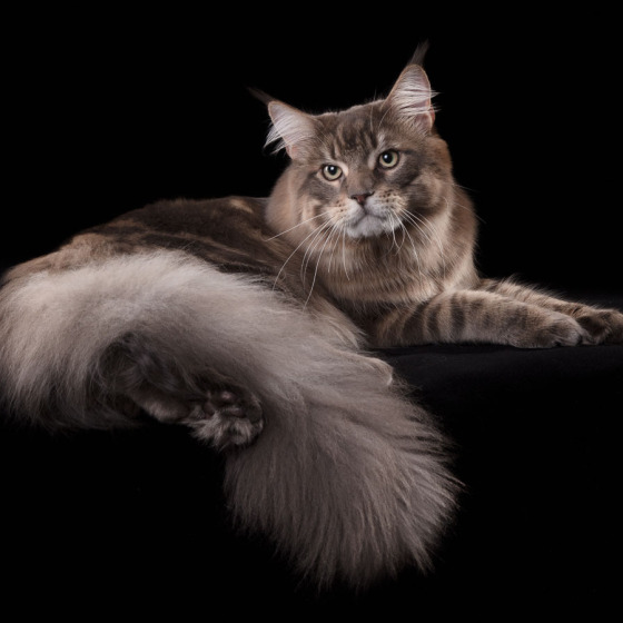 Мешкот и Мешкошка
