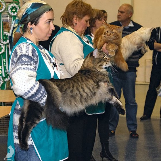 Рыс, Кот-Отец