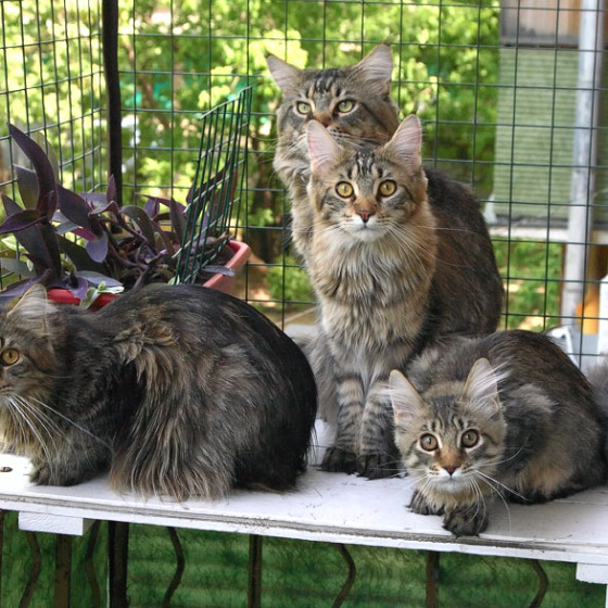 Рыс, Кот-Отец